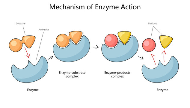 Mécanisme d'action des enzymes